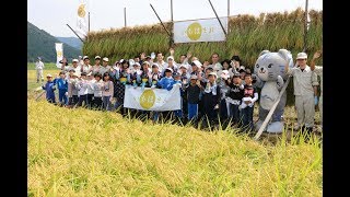 福井新ブランド米 「いちほまれ」収穫式 [upl. by Leander]