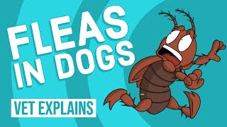 Fleas In Dogs  Vet Explains [upl. by Dranyam727]