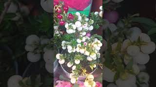 The Gaultheria mucronata yt ytshort ytshortvideo ytflower ytplants [upl. by Kisor362]