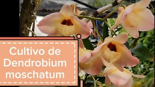 Cultivo de Dendrobium moschatum [upl. by Kal450]