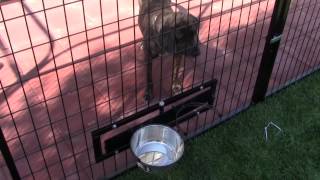 K9 Kennel Swivel Bowl System [upl. by Ailaham507]