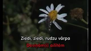 Ziedi ziedi rudzu vārpa KARAOKE [upl. by Arinay577]