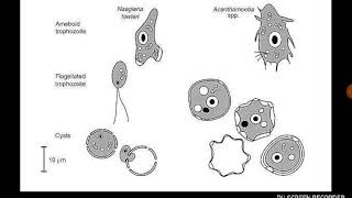 Acanthamoeba [upl. by Garfinkel575]