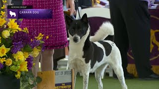 Canaan Dogs  Breed Judging 2023 [upl. by Bondie]