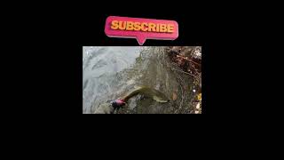 Big New Zealand Brown Trout on Softbait fishing catchandrelease [upl. by Engelbert]