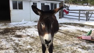 Dominick The Donkey for Brother Michael [upl. by Retseh166]