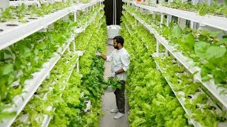 UrbanKisaancom  Hydroponic Farming in India [upl. by Loesceke922]