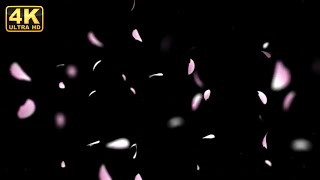 Rose petals falling petals falling animation video 4K pinkcolor petals falling free to use for edits [upl. by Haeckel]