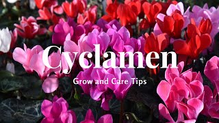 Cyclamen Grow and Care Tips [upl. by Uolyram]