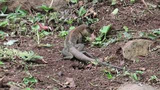 Mating of the Amazon racerunner Ameiva praesignis Squamata Teiidae in Panama [upl. by Eiramassenav]