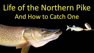 Life of a Northern Pike and How to Fish for Pike [upl. by Ecyar]