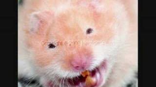 Funny hamsters  funny hamster video  Part 6 [upl. by Willcox]