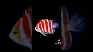 Spotlight Peppermint Angelfish [upl. by Andrel]