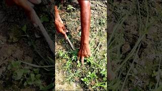 Keep Field Free from Weeds Weeding shorts [upl. by Sapers10]