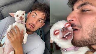 🔥 The most Angry Chihuahua Compilation 😡  mreviatar TikTok [upl. by Goerke]