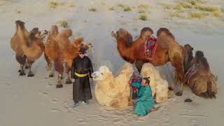 KHONGOR SAND DUNESGobi Mongolia [upl. by Edmunda]