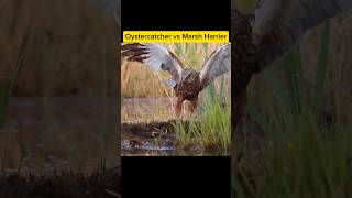 Oystercatcher vs Marsh Harrier hewan [upl. by Tolland]