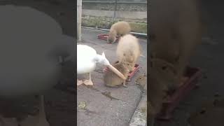 Pelican trying to eat a capybara [upl. by Einre]