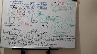 Le mécanisme du déroulement de la réponse immunitaire adaptative ou spécifique [upl. by Noseaj]