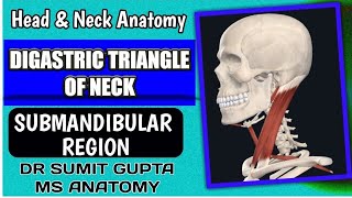 DIGASTRIC TRIANGLE  Anatomy [upl. by Tuneberg]