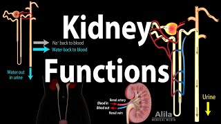 Kidney Homeostatic Functions Animation [upl. by Gordie]