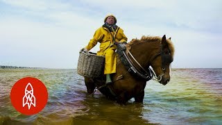 Shrimp Fishing on Horseback for 700 Years [upl. by Donald706]