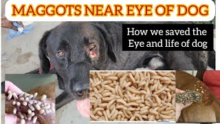 maggots in dog eye  Help dog to remove maggots [upl. by Malvia]