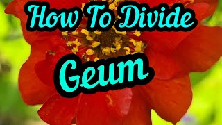 How to divide Geum [upl. by Sualk]