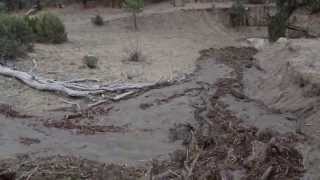 Flash Flood Moving Trees Cerrososo Road 7813 [upl. by Merideth903]