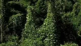 Kudzu [upl. by Elisabet]