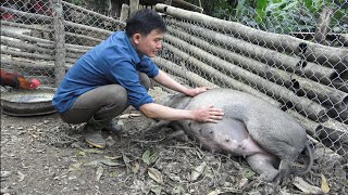 A sow is about to give birth Drying cassava for livestock Robert  Green forest life [upl. by Arol397]