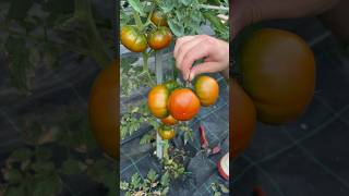 Cutting tomato marmande asmr tomato gardening satisfying vegetables cuttingskills asmrsounds [upl. by Caz]