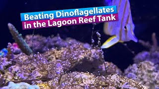 Beating Dino  Ostreopsis Dinoflagellates in the Saltwater Lagoon Reef Tank [upl. by Codding128]