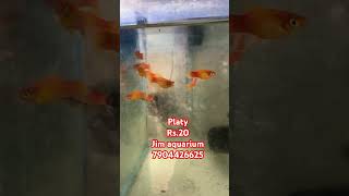 platy available aquariumshop platy redplaty balooplaty redbaloonplaty sunsetplaty [upl. by Atinniuq88]