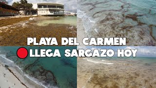 PLAYA DEL CARMEN🔴ULTIMA HORA HOY 10 ABRIL 2024  ASI ESTA LA PLAYA [upl. by Ikceb]