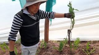 no te lo puedes perder aprende a plantar las flores de astromelias paso a paso 🤗 [upl. by Mori]