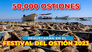 50 MIL OSTIONES SE COMERÁN EN ALTATA [upl. by Htide230]