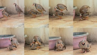 Chakoor partridge crossing  Partridge Breading  Chakor breeding season  چکور [upl. by Corvin]