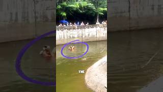 Hero Saves Drowning Orangutan 😱 [upl. by Hauck]