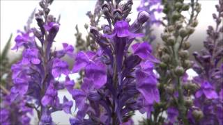 Purple toadflax Linaria purpurea  20140621 [upl. by Aiden]