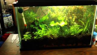 5 Gallon Planted Betta Tank UPDATE New FishPlants [upl. by Elleynad]