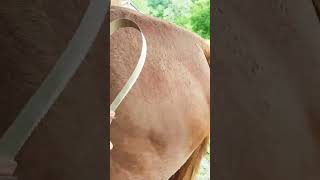 how is this possible horses groom grooming [upl. by Annaik]