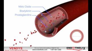 What is Endothelial Dysfunction [upl. by Ecela3]