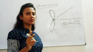 Chromosome  Types of Chromosome  Chromosome Part1  NCERT Biology for Class 11th [upl. by Adnirak]