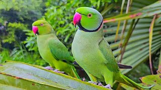 Ringneck Parrot Sounds  Voices [upl. by Shannah]