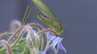 Katydid Eating Borage amp Other Insects in the Yard [upl. by Colville]