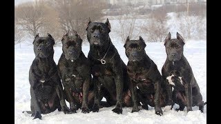 The Black Pitbulls [upl. by Bloch]