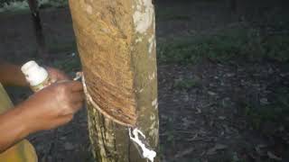 hiw to apply agrowin vitamin gel to increase rubber latex upto 80 to 100 more [upl. by Marla]