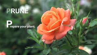 Pruning And Training Your Climbing Rose [upl. by Albright828]