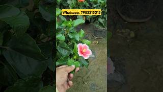 Implant Nurseey Visit👏Hibiscus Plant For Sell👍Pune Hibiscus👍shorts youtubeshorts nursery [upl. by Nyllewell409]